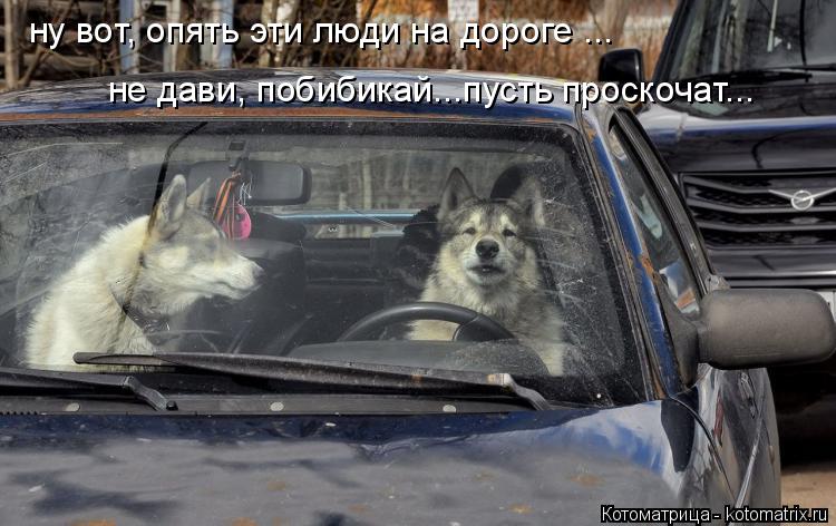ну вот, опять эти люди на дороге ... не дави, побибикай...пусть проскочат...... Котоматрица: ну вот, опять эти люди на дороге ... не дави, побибикай...пусть проскочат...