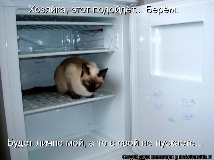 Котоматрица: Хозяйка, этот подойдёт... Берём. Будет лично мой, а то в свой не пускаете...