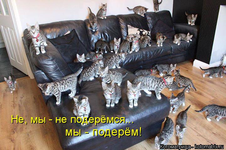 Не, мы - не подерёмся... мы - подерём!... Котоматрица: Не, мы - не подерёмся... мы - подерём!