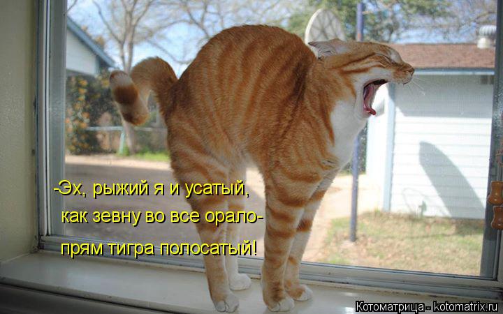 -Эх, рыжий я и усатый, как зевну во все орало- прям тигра полосатый!... Котоматрица: -Эх, рыжий я и усатый, как зевну во все орало- прям тигра полосатый!