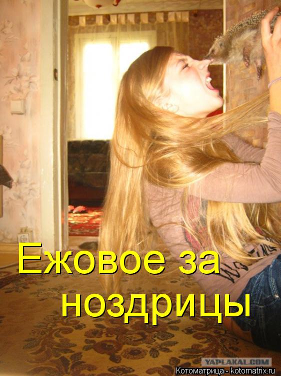 Ежовое за ноздрицы... Котоматрица: Ежовое за ноздрицы