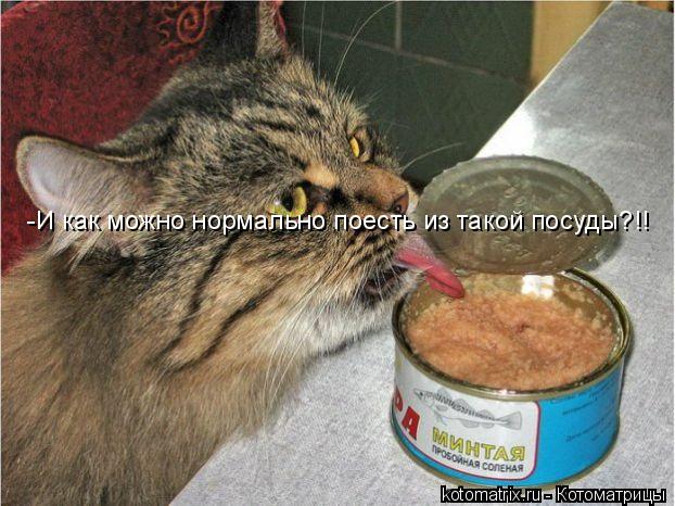 -И как можно нормально поесть из такой посуды?!!... Котоматрица: -И как можно нормально поесть из такой посуды?!!