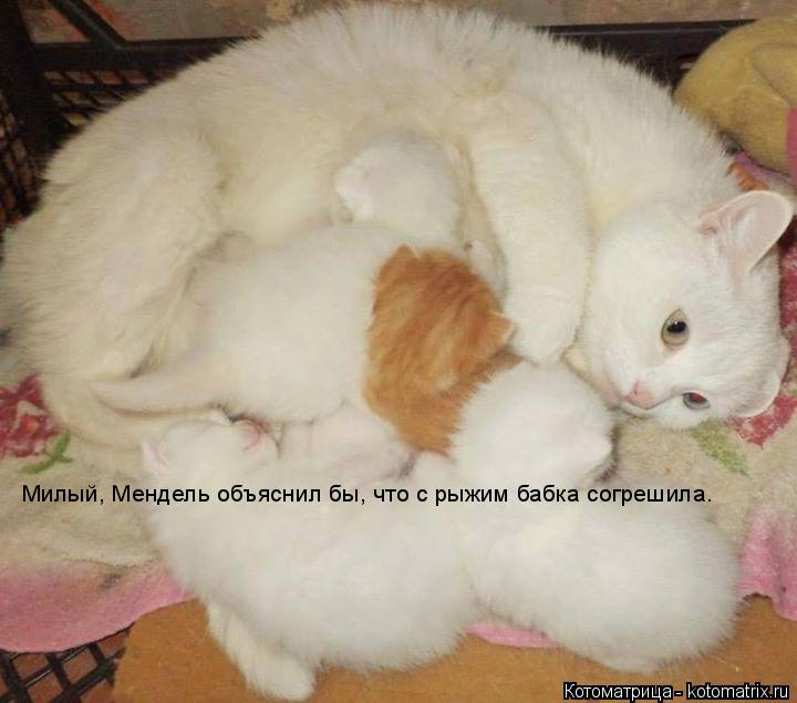 Милый, Мендель объяснил бы, что с рыжим бабка согрешила.... Котоматрица: Милый, Мендель объяснил бы, что с рыжим бабка согрешила.