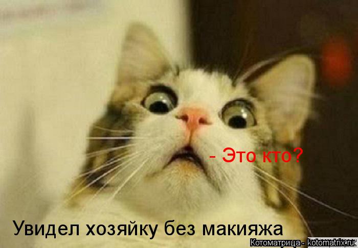 Котоматрица: Увидел хозяйку без макияжа - Это кто?