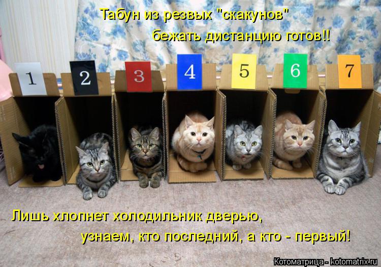 Табун из резвых "скакунов" бежать дистанцию готов!! Лишь хлопнет холодильник дверью, узнаем, кто посл... Котоматрица: Табун из резвых "скакунов" бежать дистанцию готов!! Лишь хлопнет холодильник дверью, узнаем, кто последний, а кто - первый!