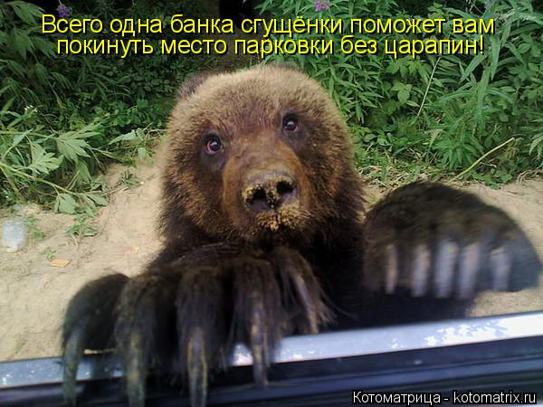 Котоматрица: покинуть место парковки без царапин! Всего одна банка сгущёнки поможет вам