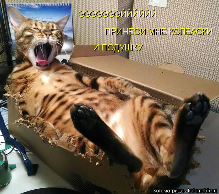 ЭЭЭЭЭЭЭЙЙЙЙЙЙ ПРИНЕСИ МНЕ КОЛБАСКИ И ПОДУШКУ... Котоматрица: ЭЭЭЭЭЭЭЙЙЙЙЙЙ ПРИНЕСИ МНЕ КОЛБАСКИ И ПОДУШКУ