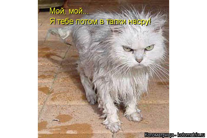 Мой, мой... Я тебе потом в тапки насру!... Котоматрица: Мой, мой... Я тебе потом в тапки насру!