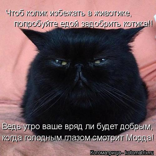 Чтоб колик избежать в животике, попробуйте едой задобрить котика!! Ведь утро ваше вряд ли будет добры... Котоматрица: Чтоб колик избежать в животике, попробуйте едой задобрить котика!! Ведь утро ваше вряд ли будет добрым, когда голодным глазом смотрит Морда!
