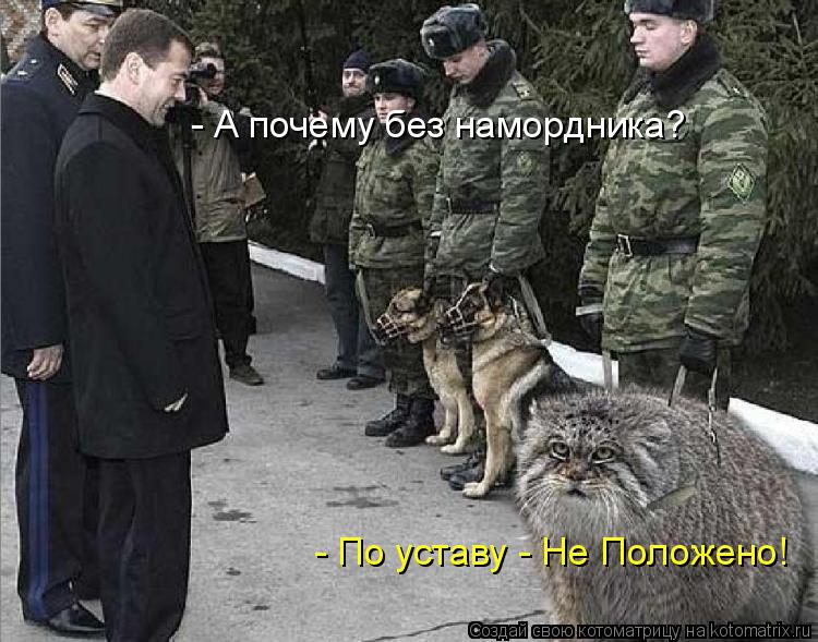 - А почему без намордника? - По уставу - Не Положено!... Котоматрица: - А почему без намордника? - По уставу - Не Положено!