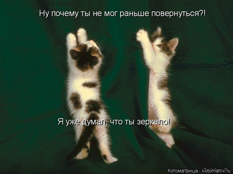 Ну почему ты не мог раньше повернуться?! Я уже думал, что ты зеркало!... Котоматрица: Ну почему ты не мог раньше повернуться?! Я уже думал, что ты зеркало!