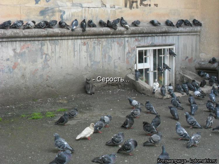 Котоматрица: - Серость...