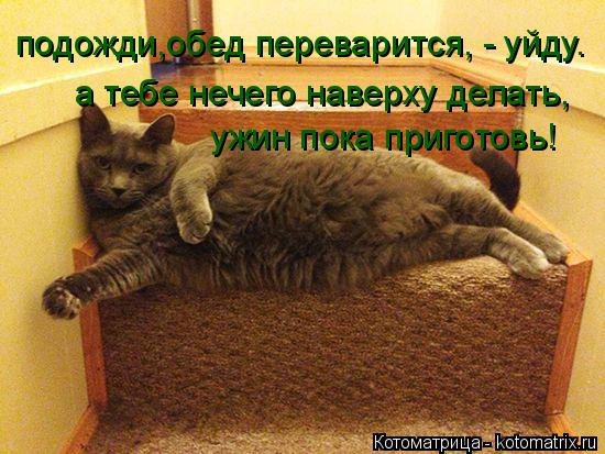 Котоматрица: подожди,обед переварится, - уйду. ужин пока приготовь! а тебе нечего наверху делать,