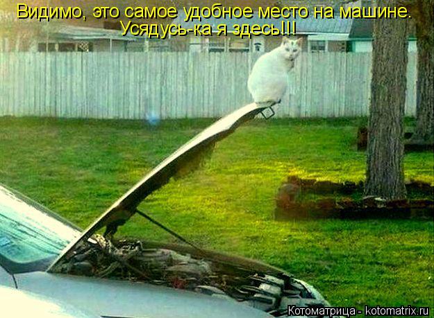 Видимо, это самое удобное место на машине. Усядусь-ка я здесь!!!... Котоматрица: Видимо, это самое удобное место на машине. Усядусь-ка я здесь!!!