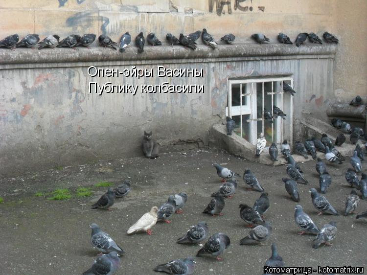 Опен-эйры Васины Публику колбасили... Котоматрица: Опен-эйры Васины Публику колбасили