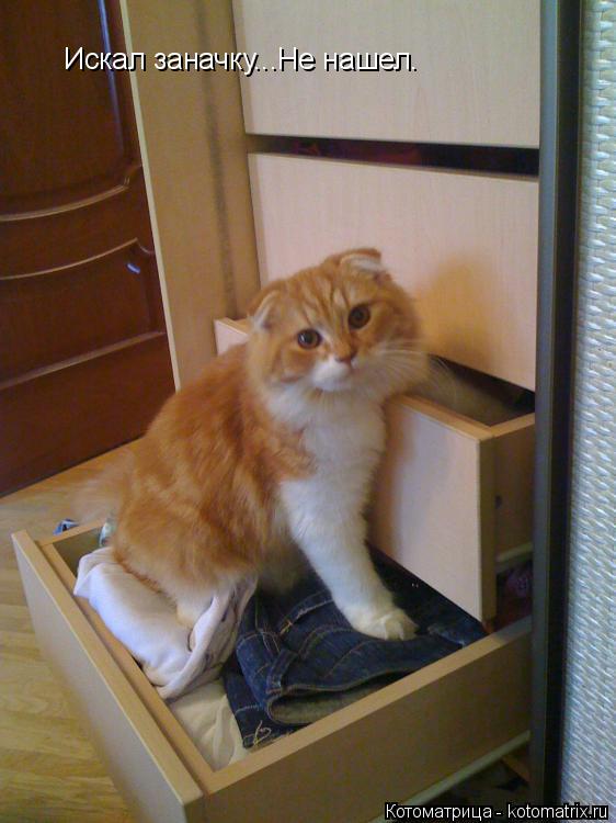 Котоматрица: Искал заначку...Не нашел.