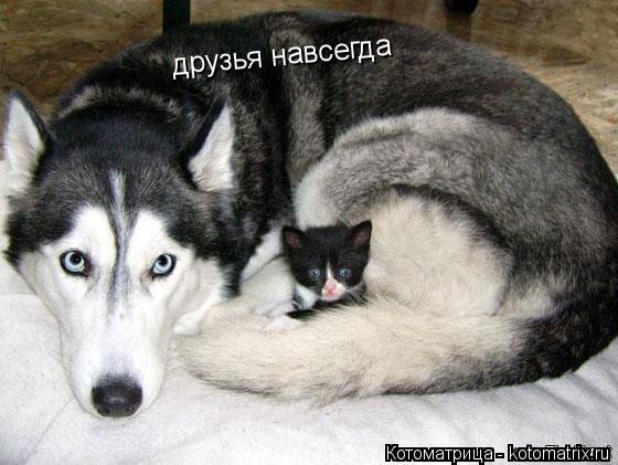 друзья навсегда... Котоматрица: друзья навсегда