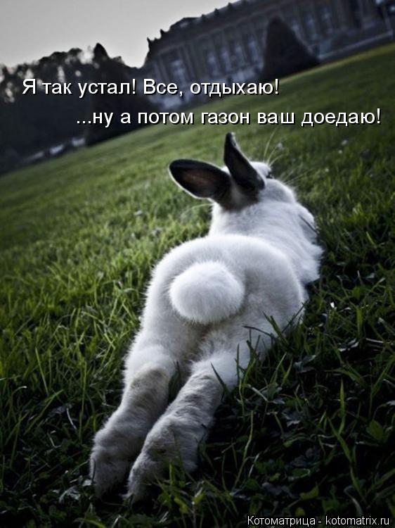Я так устал! Все, отдыхаю! ...ну а потом газон ваш доедаю!... Котоматрица: Я так устал! Все, отдыхаю! ...ну а потом газон ваш доедаю!