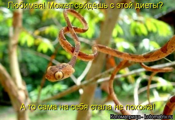 Котоматрица: Любимая! Может сойдёшь с этой диеты? А то сама на себя стала не похожа!