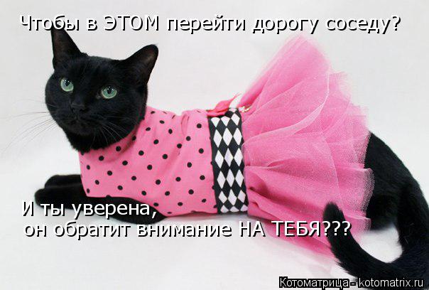 Чтобы в ЭТОМ перейти дорогу соседу? И ты уверена, он обратит внимание НА ТЕБЯ???... Котоматрица: Чтобы в ЭТОМ перейти дорогу соседу? И ты уверена, он обратит внимание НА ТЕБЯ???