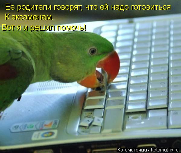 Ее родители говорят, что ей надо готовиться К экзаменам. Вот я и решил помочь!... Котоматрица: Ее родители говорят, что ей надо готовиться К экзаменам. Вот я и решил помочь!