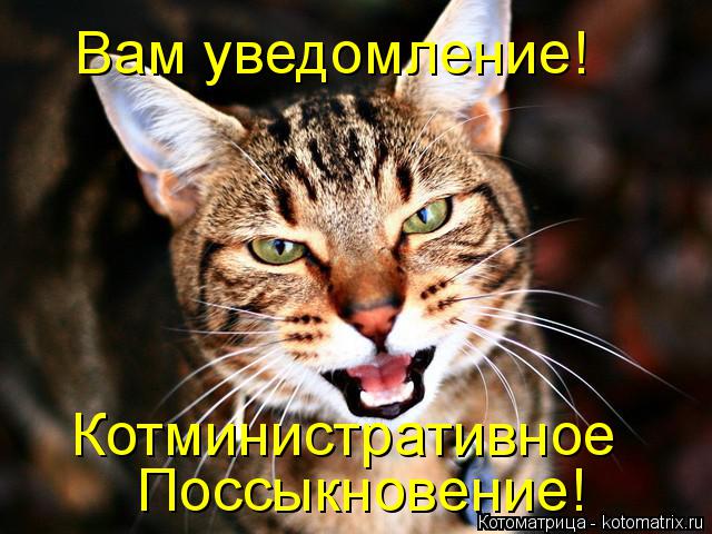 Вам уведомление! Котминистративное Поссыкновение!... Котоматрица: Вам уведомление! Котминистративное Поссыкновение!