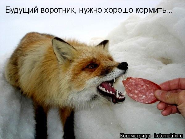 Котоматрица: Будущий воротник, нужно хорошо кормить...