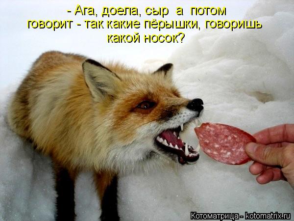 Котоматрица: - Ага, доела, сыр  а  потом  говорит - так какие пёрышки, говоришь  какой носок?