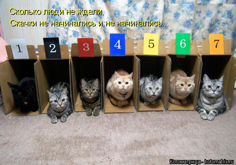 Сколько люди не ждали, Скачки не начинались и не начинались...... Котоматрица: Сколько люди не ждали, Скачки не начинались и не начинались...