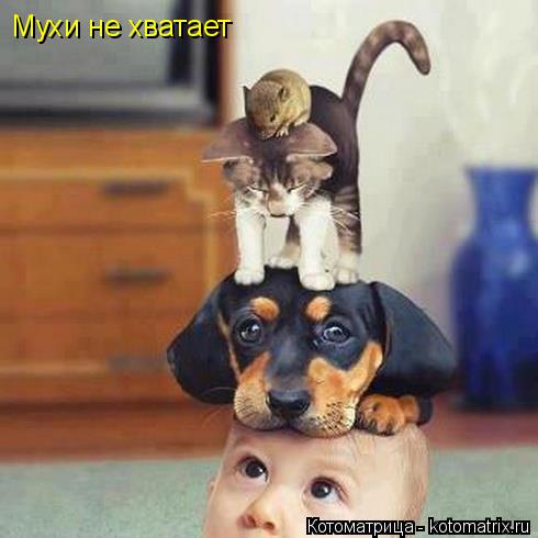 Мухи не хватает... Котоматрица: Мухи не хватает
