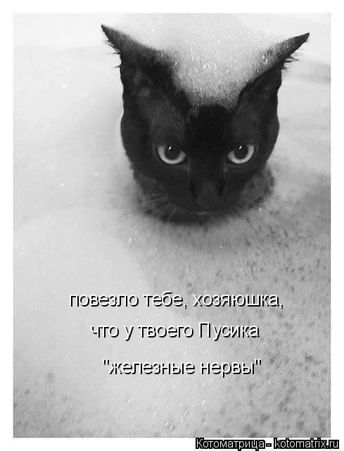 повезло тебе, хозяюшка, что у твоего Пусика "железные нервы"... Котоматрица: повезло тебе, хозяюшка, что у твоего Пусика "железные нервы"