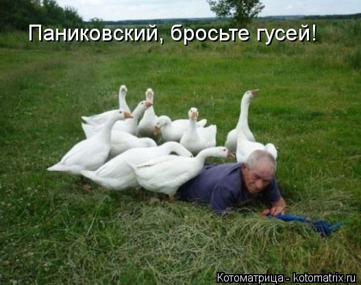 Котоматрица: Паниковский, бросьте гусей!