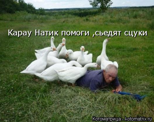 Котоматрица: Карау Натик помоги ,сьедят сцуки  !!!