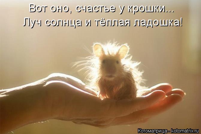 Котоматрица: Луч солнца и тёплая ладошка! Вот оно, счастье у крошки...