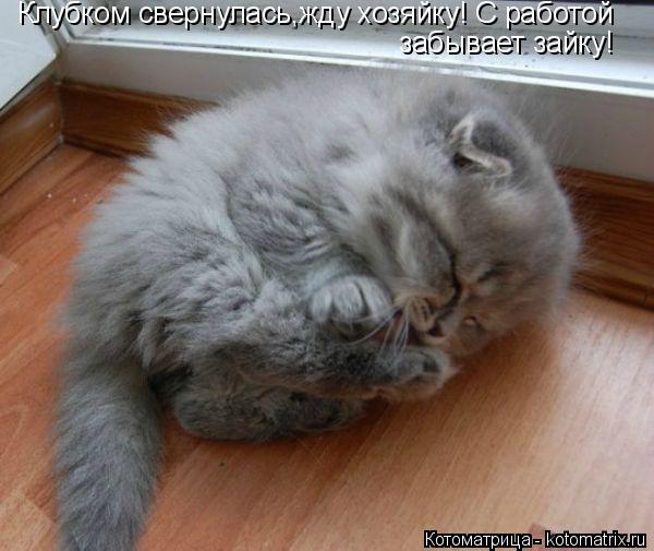 Клубком свернулась,жду хозяйку! С работой забывает зайку!... Котоматрица: Клубком свернулась,жду хозяйку! С работой забывает зайку!