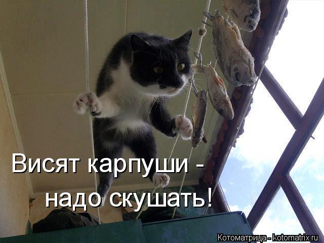 Котоматрица: Висят карпуши -  надо скушать!