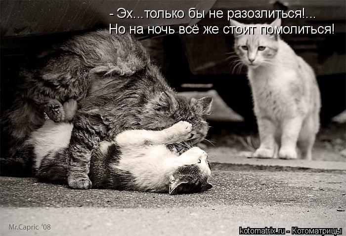 - Эх...только бы не разозлиться!... Но на ночь всё же стоит помолиться!... Котоматрица: - Эх...только бы не разозлиться!... Но на ночь всё же стоит помолиться!