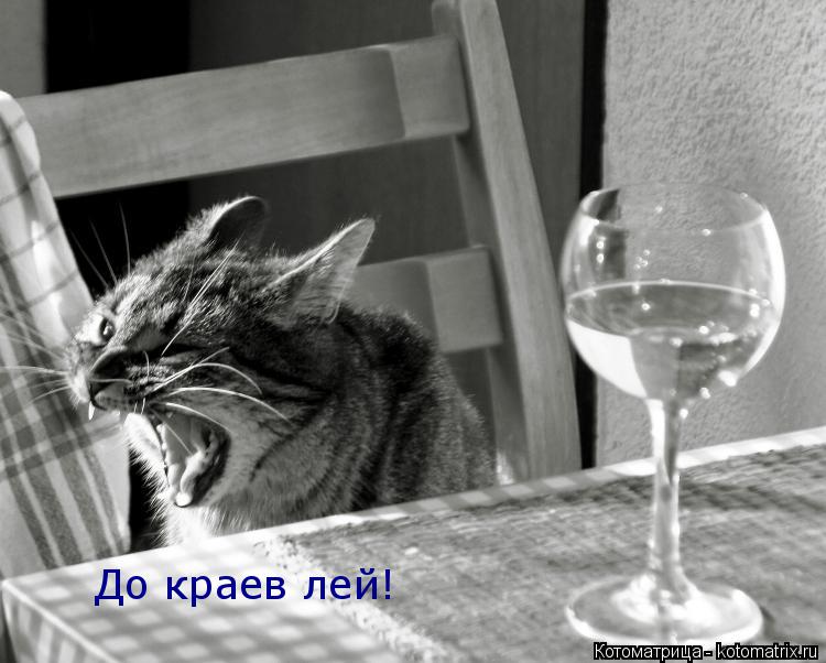 До краев лей!... Котоматрица: До краев лей!