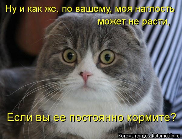 Котоматрица: Ну и как же, по вашему, моя наглость  может не расти, Если вы ее постоянно кормите?