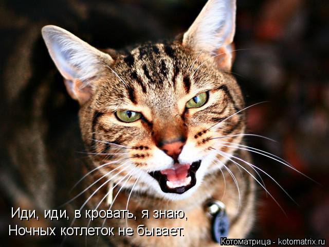 Котоматрица: Иди, иди, в кровать, я знаю, Ночных котлеток не бывает.