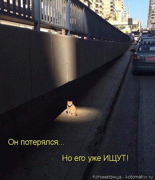 Котоматрица: Он потерялся... Но его уже ИЩУТ!