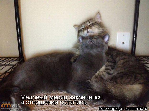Котоматрица: а отношения остались Медовый месяц закончился,