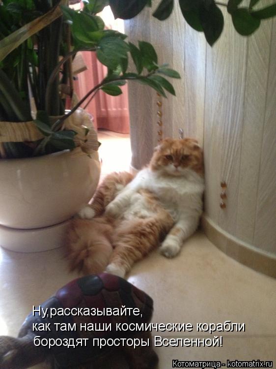 Котоматрица: Ну,рассказывайте, как там наши космические корабли  бороздят просторы Вселенной!
