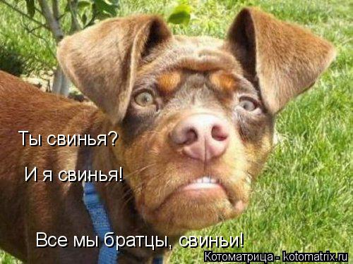 Котоматрица: Ты свинья? И я свинья! Все мы братцы, свиньи!