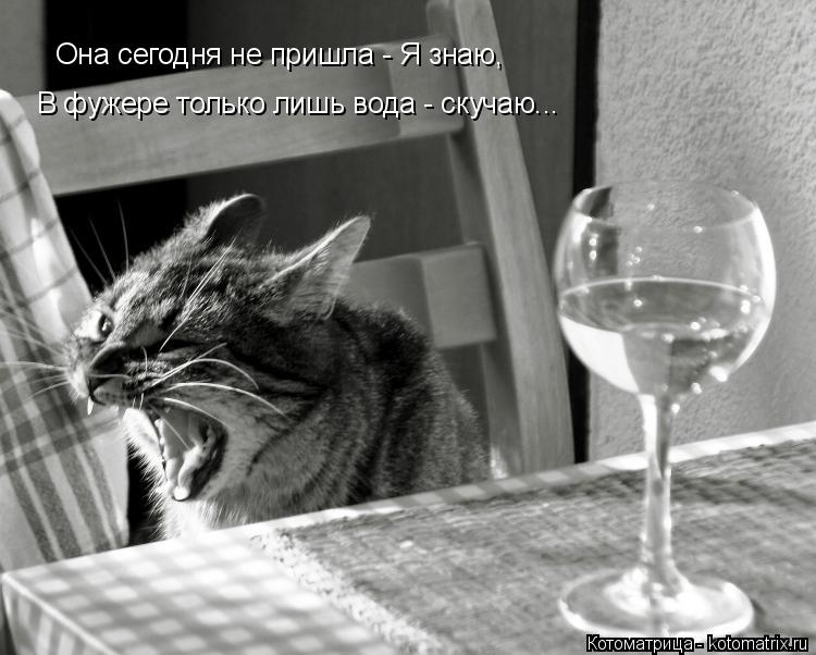 Котоматрица: Она сегодня не пришла - Я знаю, В фужере только лишь вода - скучаю...