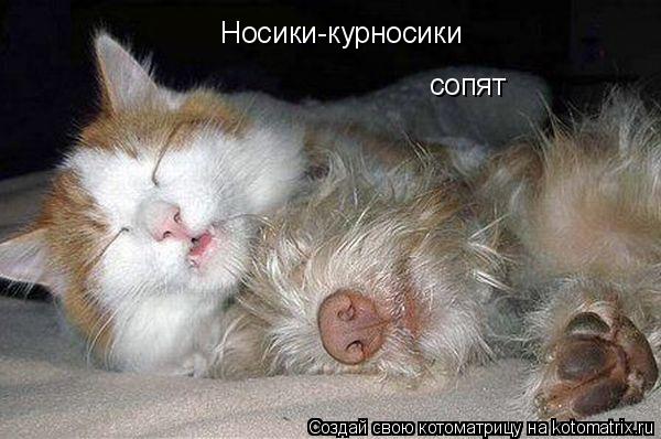 Котоматрица: Носики-курносики  сопят
