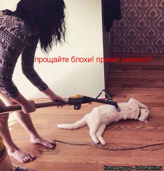 прощайте блохи! привет релакс!!!... Котоматрица: прощайте блохи! привет релакс!!!