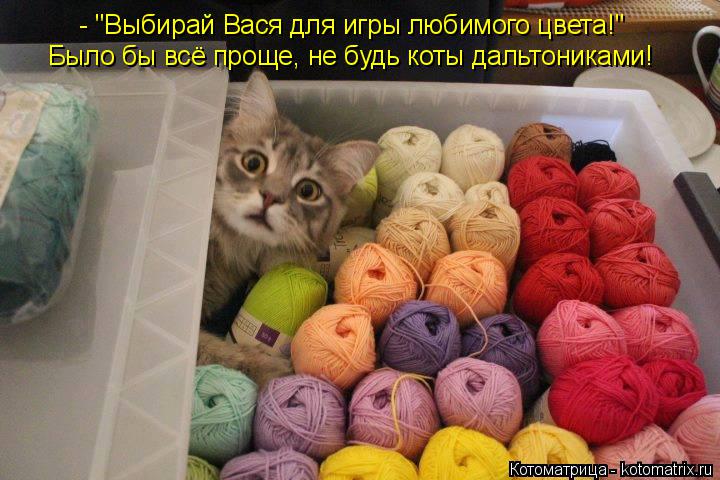 - "Выбирай Вася для игры любимого цвета!" Было бы всё проще, не будь коты дальтониками!... Котоматрица: - "Выбирай Вася для игры любимого цвета!" Было бы всё проще, не будь коты дальтониками!
