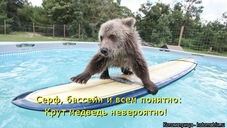 Серф, бассейн и всем понятно: Крут медведь невероятно!... Котоматрица: Серф, бассейн и всем понятно: Крут медведь невероятно!