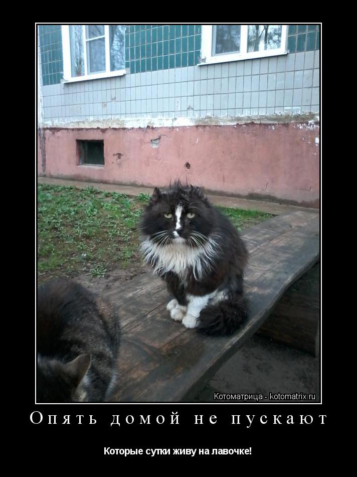 Опять домой не пускают Которые сутки живу на лавочке!... Котоматрица: Опять домой не пускают Которые сутки живу на лавочке!
